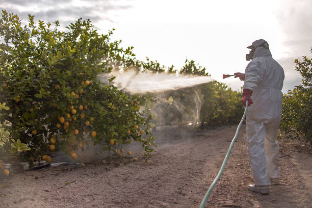Best Emergency Pest Control  in Libby, MT
