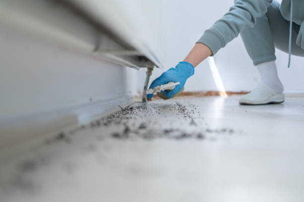 Best Ant Control Services  in Libby, MT